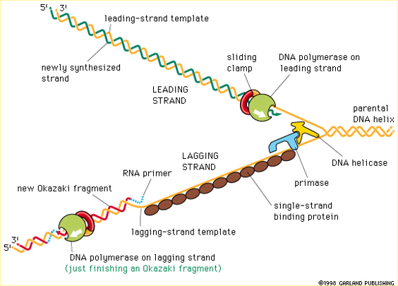 Different components required for DNA Replication