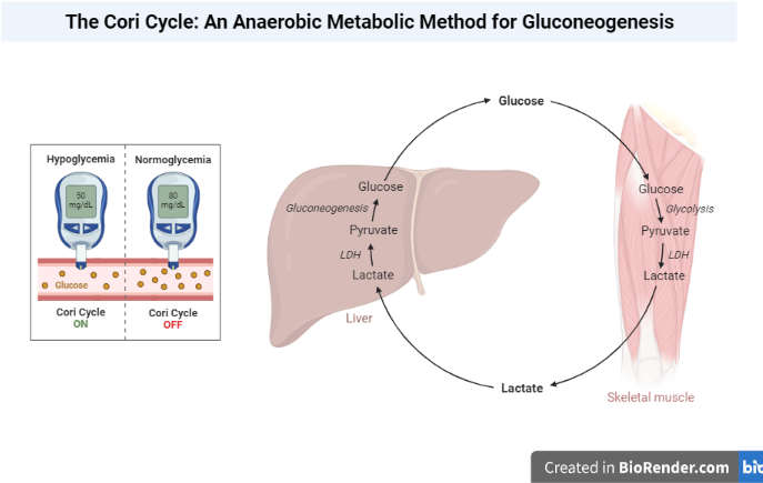 Cori Cycle/Lactic Acid Cycle/Glucose Lactate Cycle