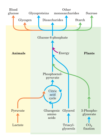 Gluconeogenesis