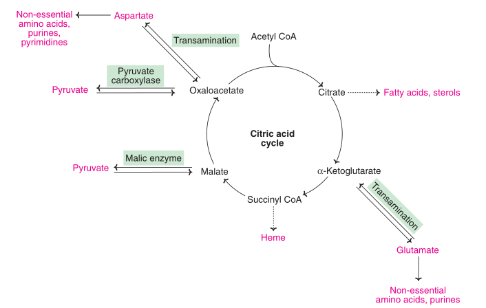 Major synthetic pathways of the intermediates of citric acid cycle