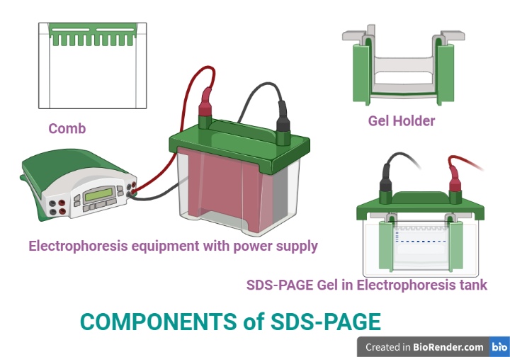 Components of SDS-PAGE