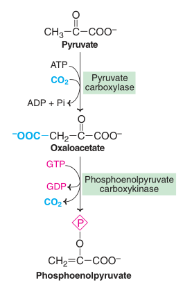  Conversion of pyruvate to phosphoenolpyruvate.