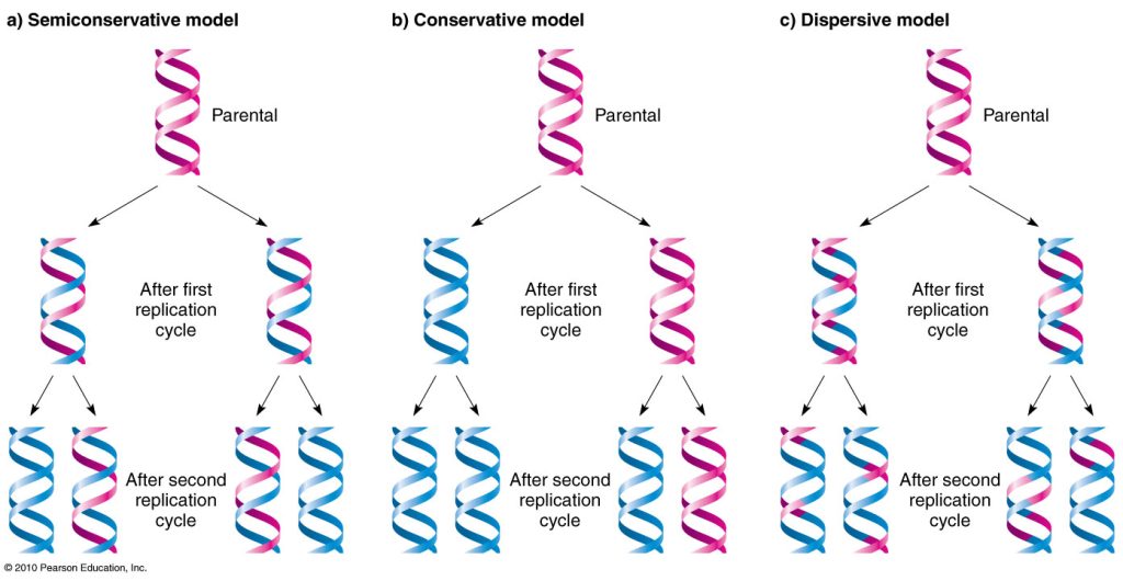 Different model of DNA replication