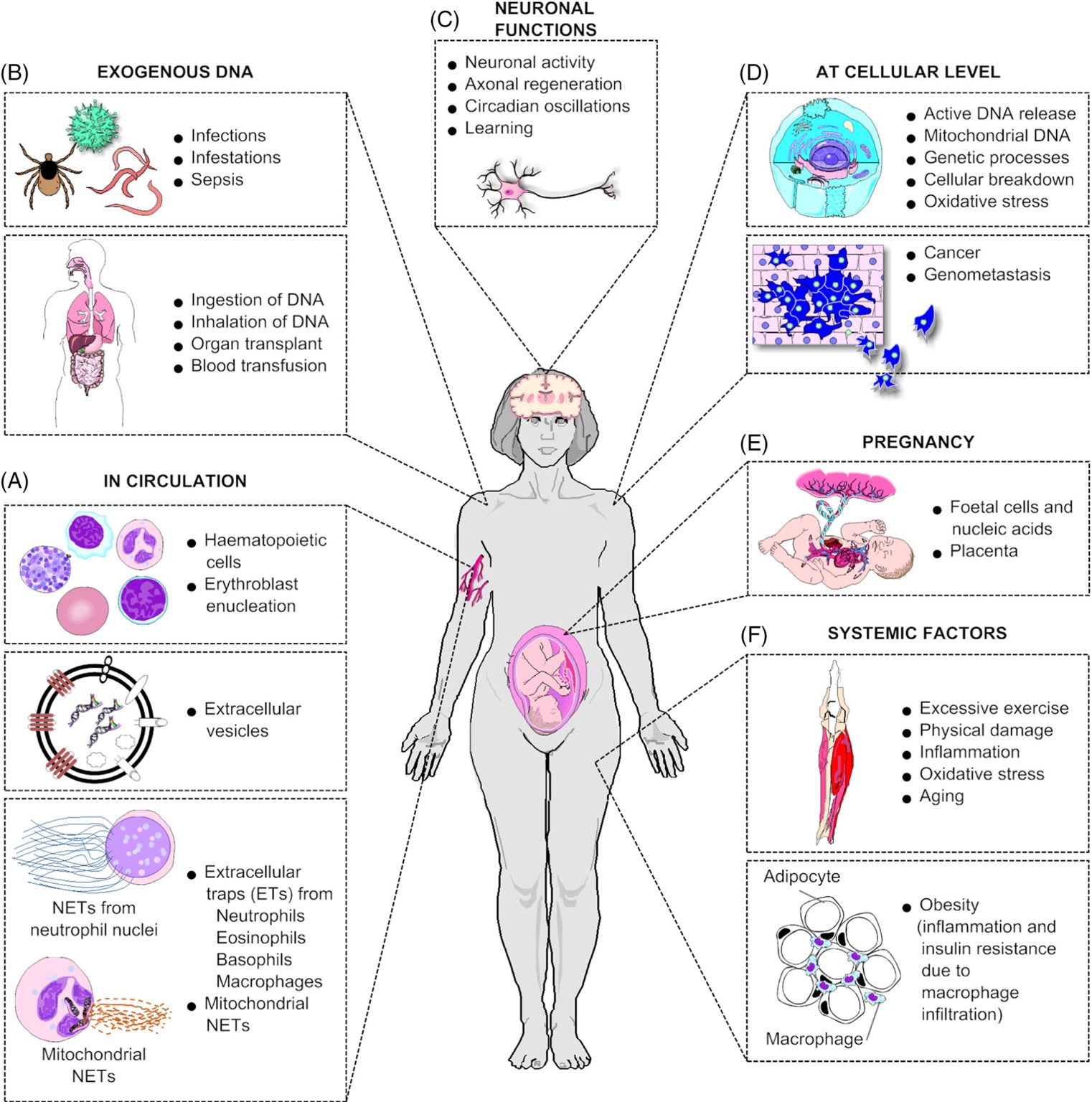 Cell-free DNA (cfDNA)-Introduction, Properties, Applications - Sciencevivid