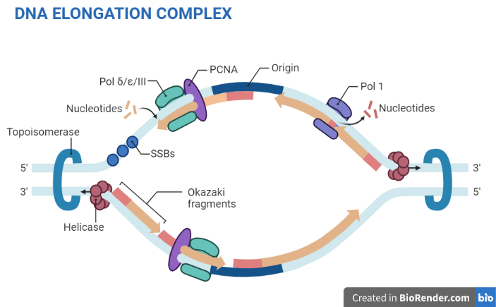 DNA elongation complex