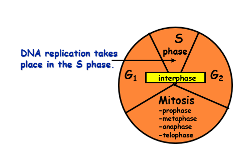 DNA synthesis in the S phase of cell cycle