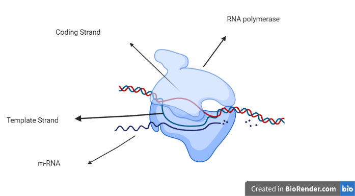 Process of DNA Transcription