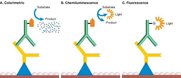 Detection methods in blotting