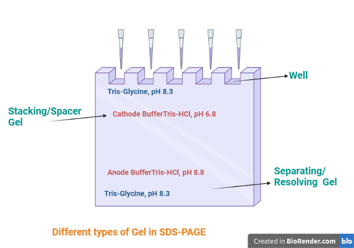 Different types of gel in SDS-PAGE