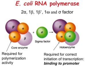 Structure of Prokaryotic RNA polymerase 