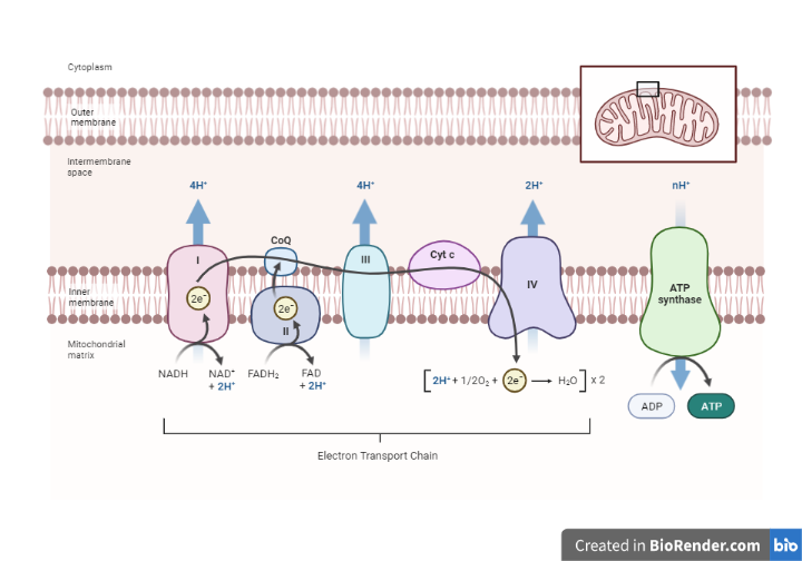 Electron Transport Chain (ETC)