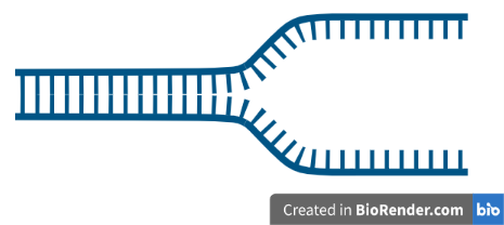 Formation of replication fork