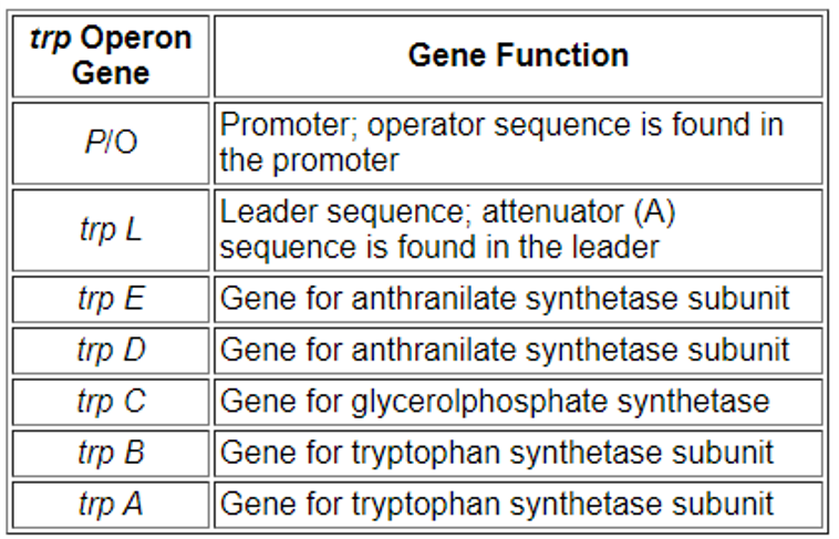 Function of different gene in tryptophan operon