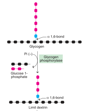  Glycogen degradation to glucose