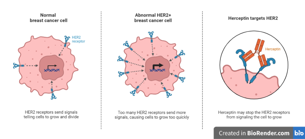 Molecular basis of HER gene