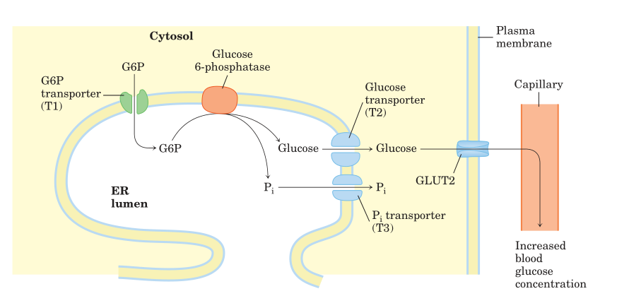 Hydrolysis-of-glucose-6-phosphate-by-glucose-6-phosphatase.