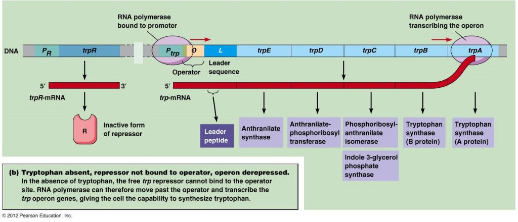 When tryptophan is absent in cell: