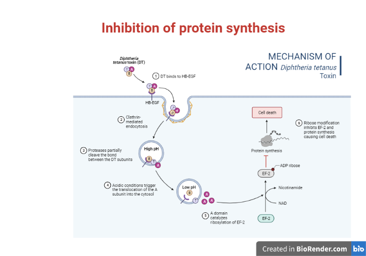 Inhibition of protein synthesis