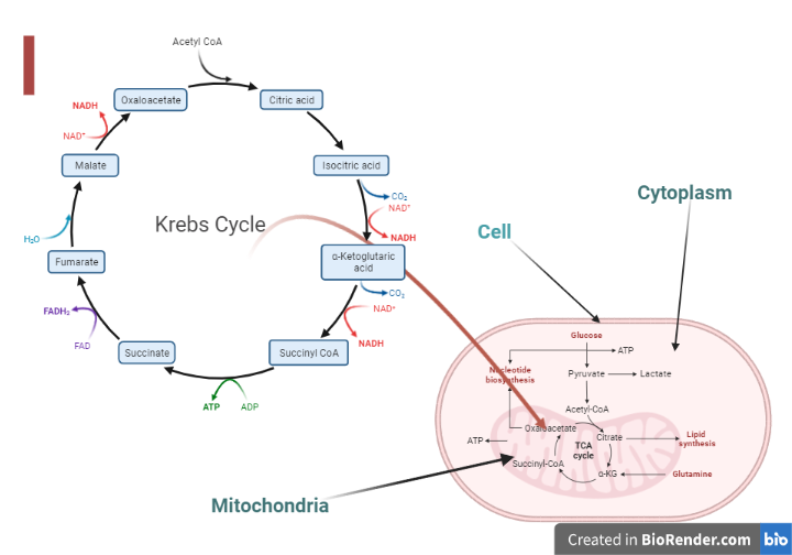 Location of TCA cycle