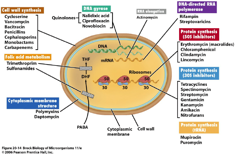 Mechanism of action of antibiotics