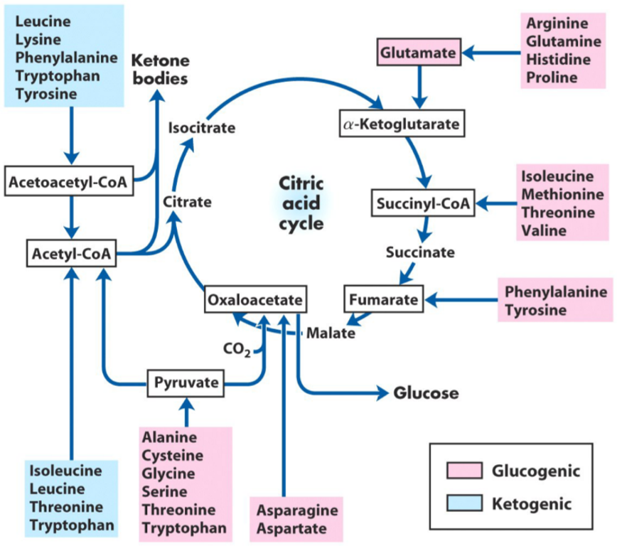 GLYCOGENIC AND KETOGENIC AMINO ACIDS