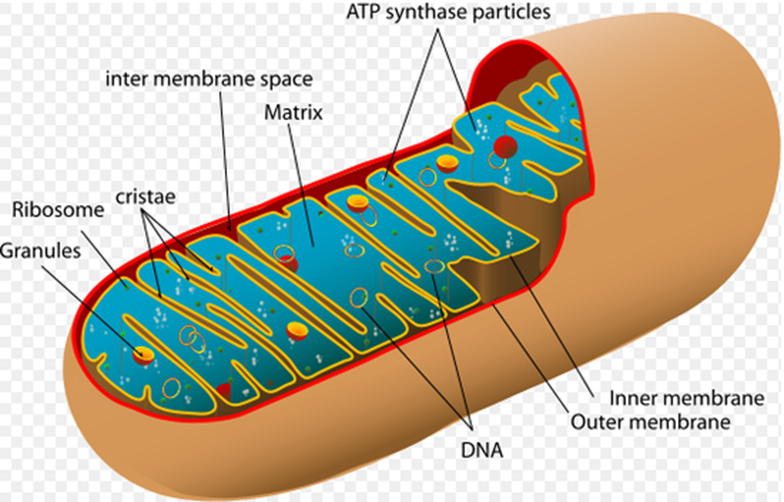 Structure of mitochondria