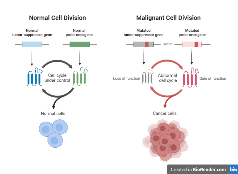 Normal cell vs cancer cells