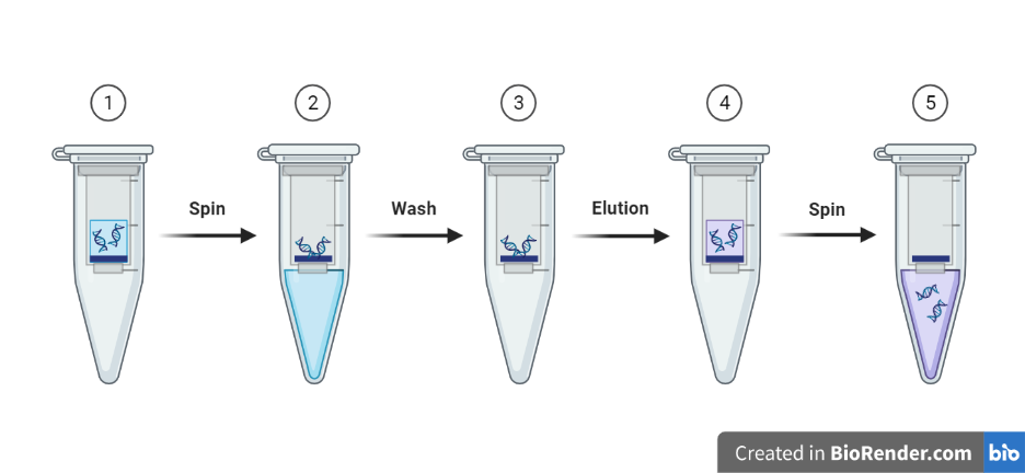 Outline of DNA extraction