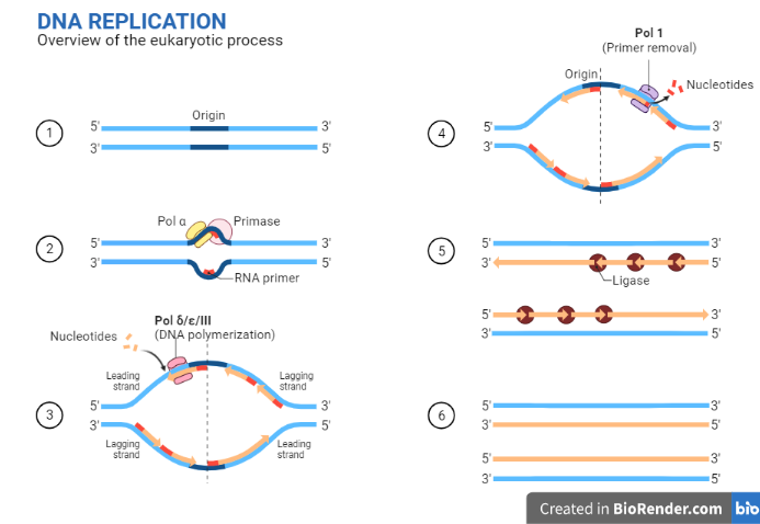 overview of DNA replication