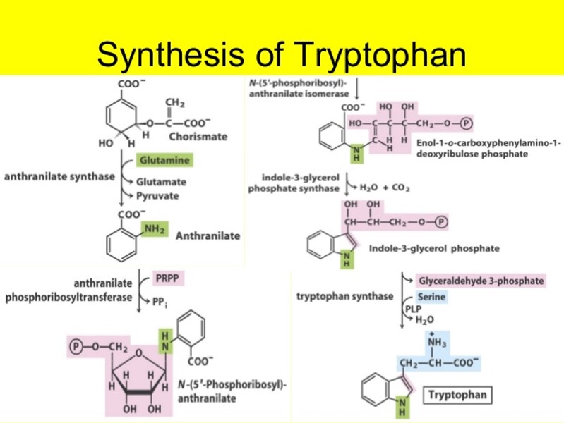 pathway for synthesis of tryptophan