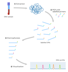 Polymerase Chain Reaction (PCR) amplification of short tandem repeats (STRs)