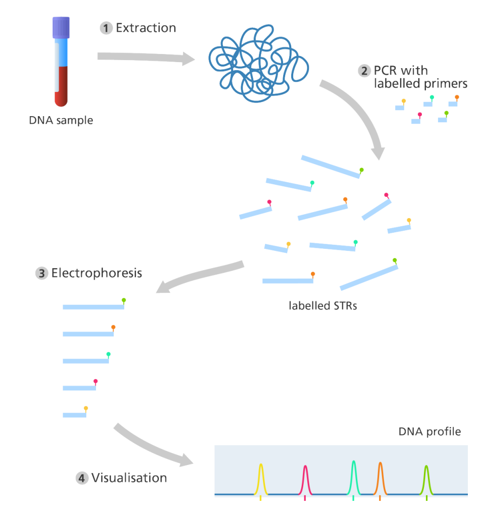 Dna Fingerprinting Definition Principle Steps Applications Sciencevivid