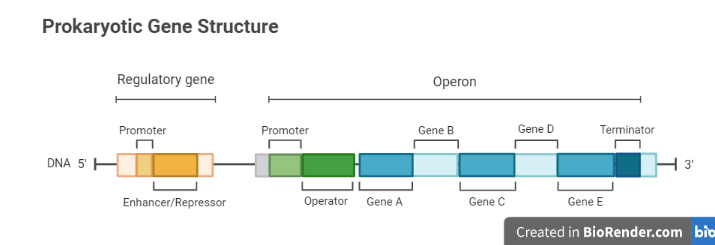 Structrue of prokaryotic Gene 