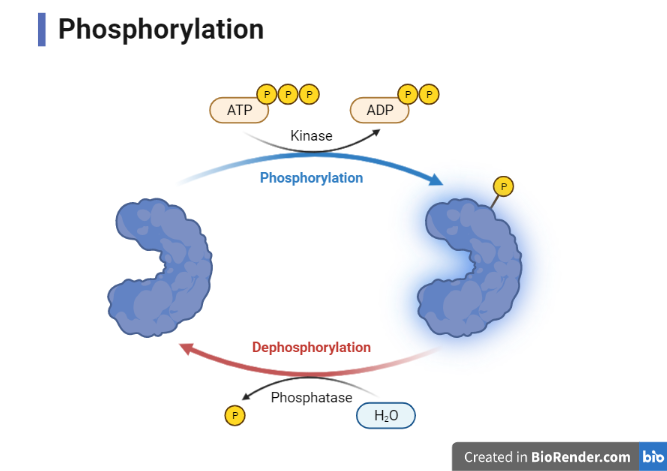  Phosphorylation