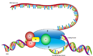 Structure of Prokaryotic RNA polymerase 