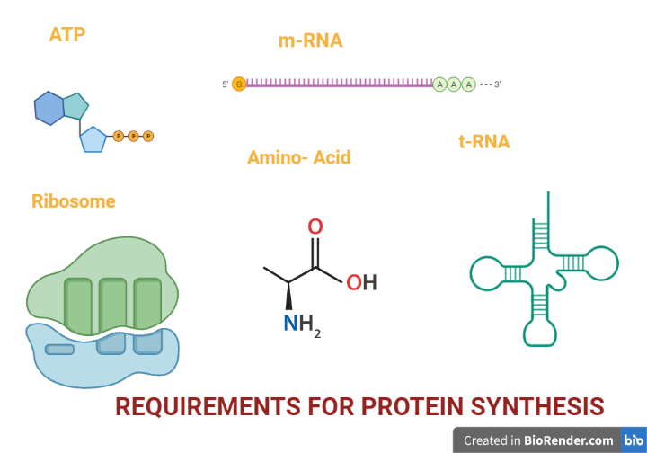 Requirements for protein synthesis