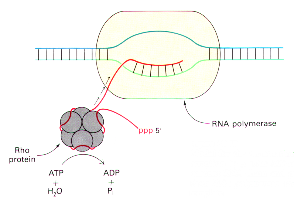 Types of termination of Transcription