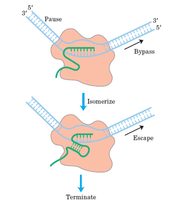 Types of termination of Transcription 