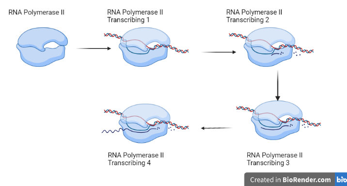 RNA polymerase II Transcribing cycle 