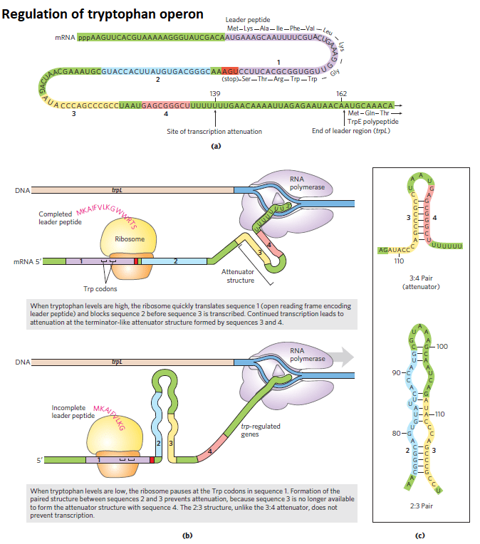 Trptophan control by attenuation