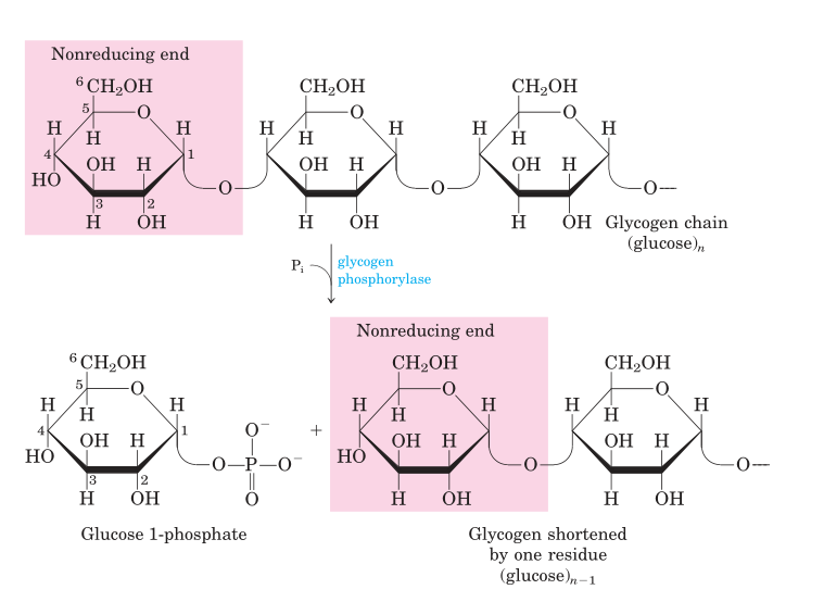 Removal of a terminal glucose residue from the nonreducing end of a glycogen chain by glycogen phosphorylase