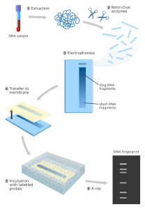 Restriction Fragment Length Polymorphism (RFLP)