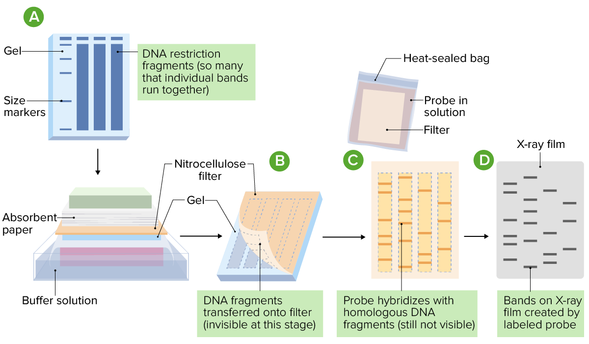 procedure of western blot