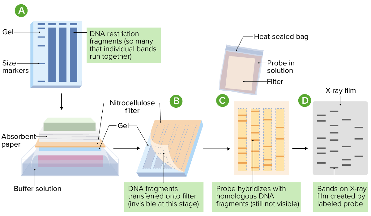 northern blotting steps