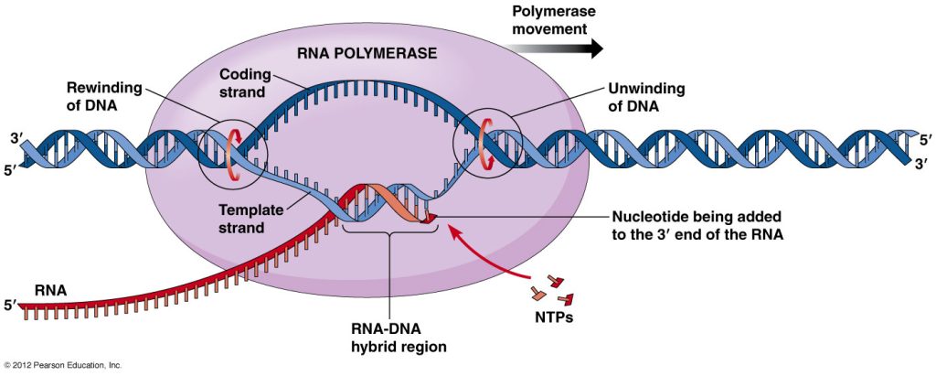 Elongation Step in DNA Transcription