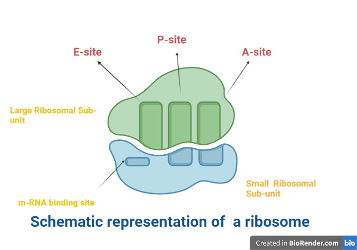 Schematic representation of a ribosome