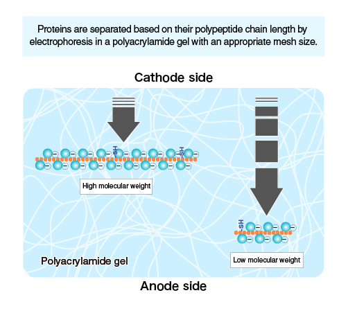 Separation of protein on the base of molecular weight