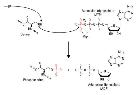 Protein phosphorylation