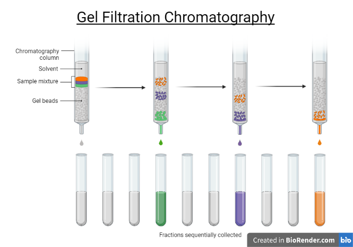 Size exclusion chromatography: 