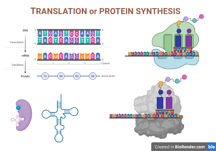 Translation ( Protein Synthesis)